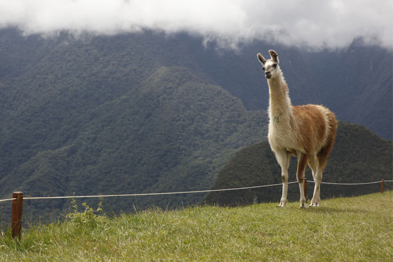 Lama na Machu Picchu